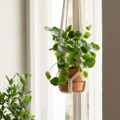 diy hanging plant