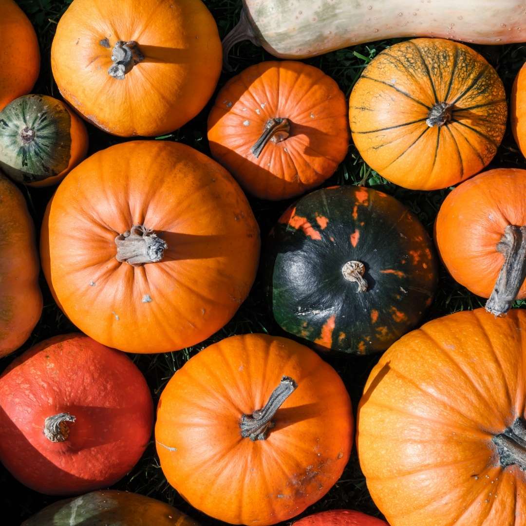 Keep Halloween Pumpkins Out of the Landfills