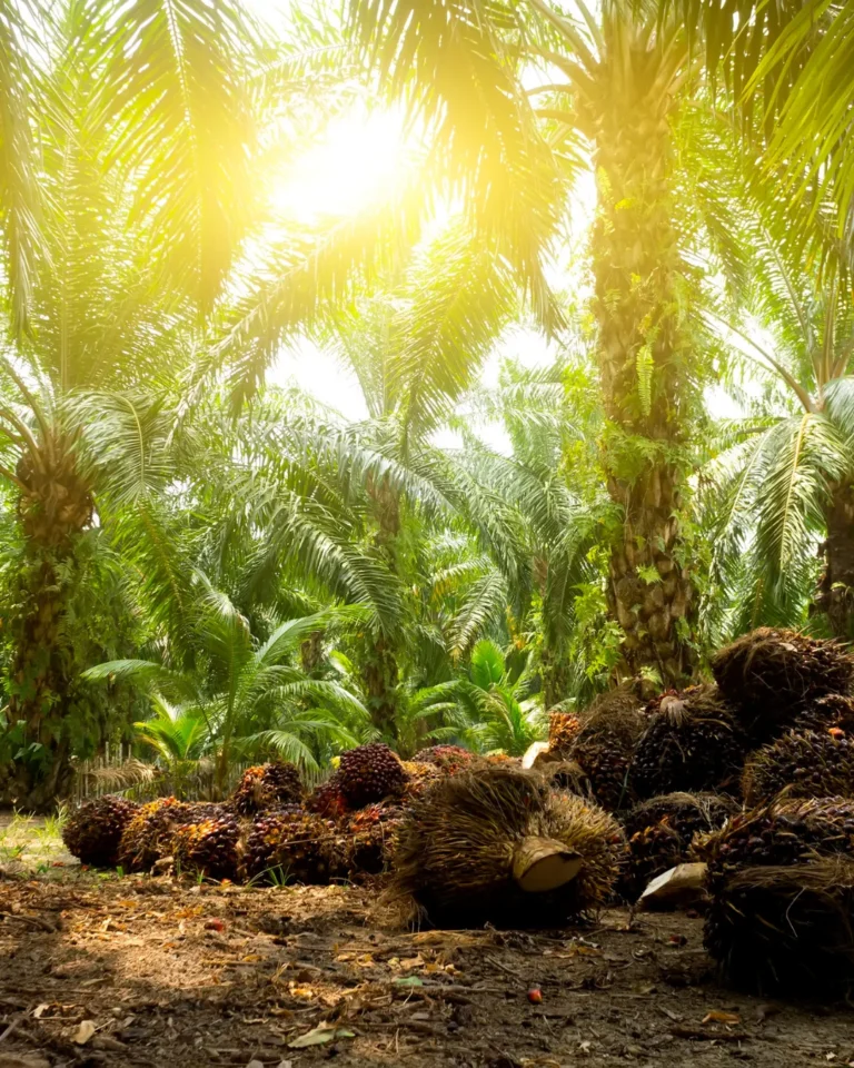 7 Epic Reasons To Choose Palm Done Right and Demand Sustainable Palm Oil