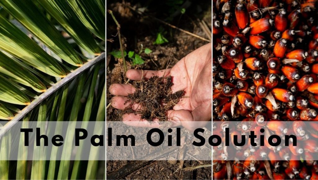 Is palm oil bad?