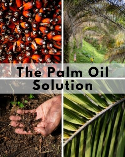 is palm oil bad