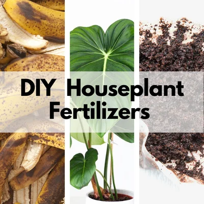 diy fertilizers for indoor plants