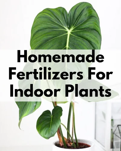 DIY fertilizers for indoor plants