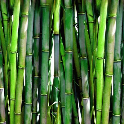 bamboo production