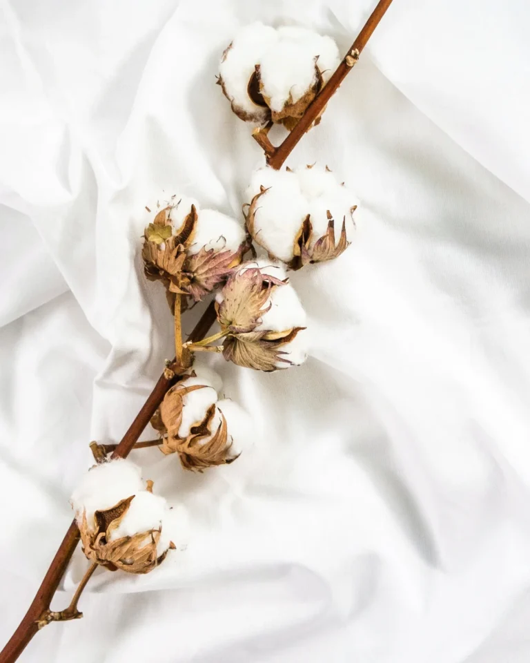 Organic Cotton Fabric Guide: What Is Organic Cotton, How Is It Made & Is It Sustainable?