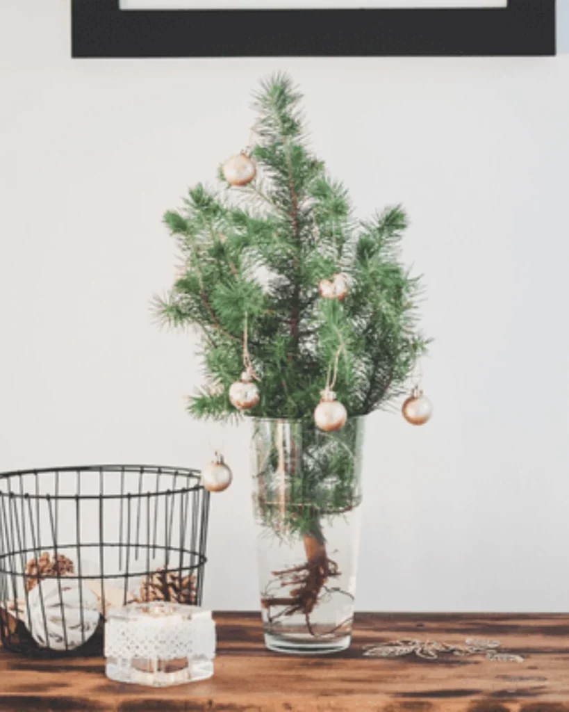 Live potted plants as Christmas trees