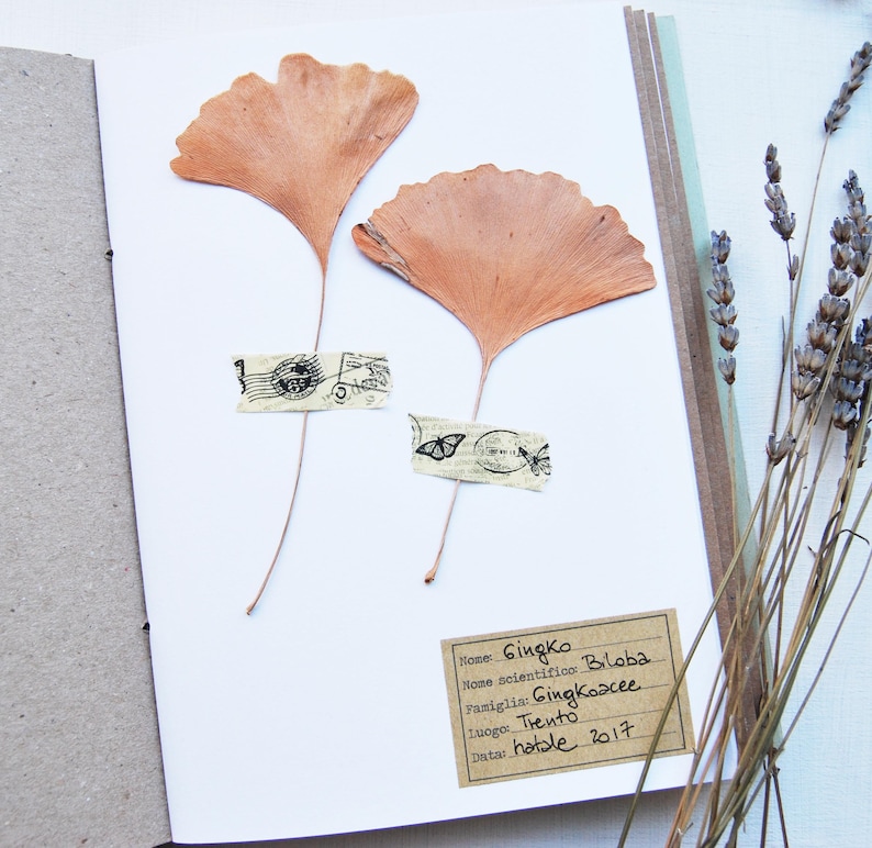 Herbarium Notebooks