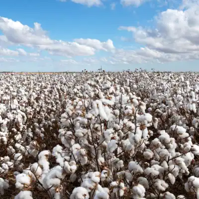 is organic cotton better