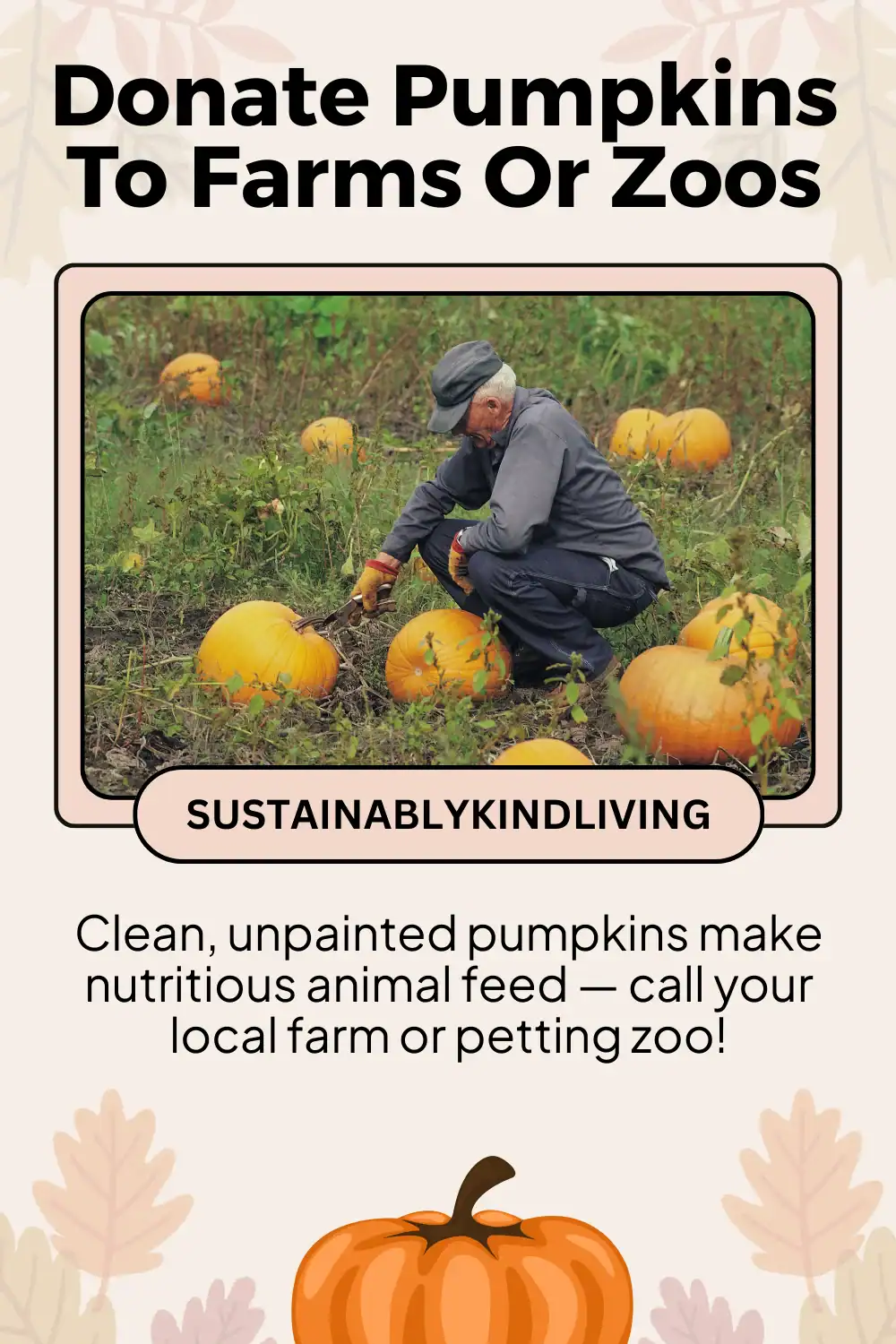 Farm animals are eating leftover pumpkins as feed