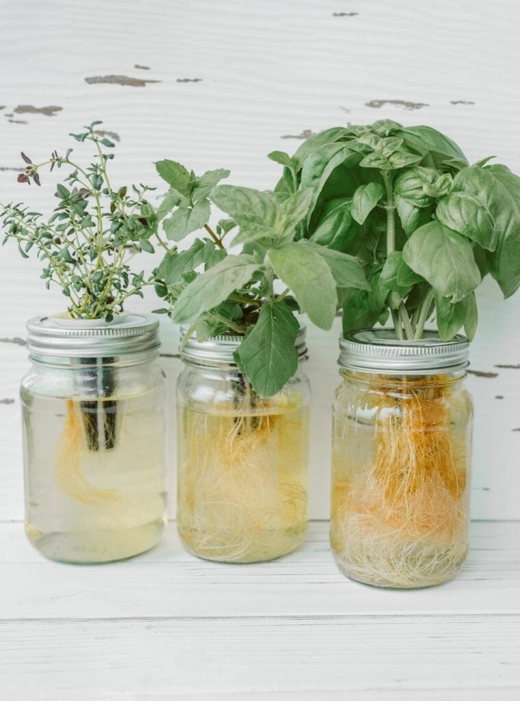 Glass jar with a rooted pothos cutting tied with a bow, perfect for an easy plant lover holiday gift.
