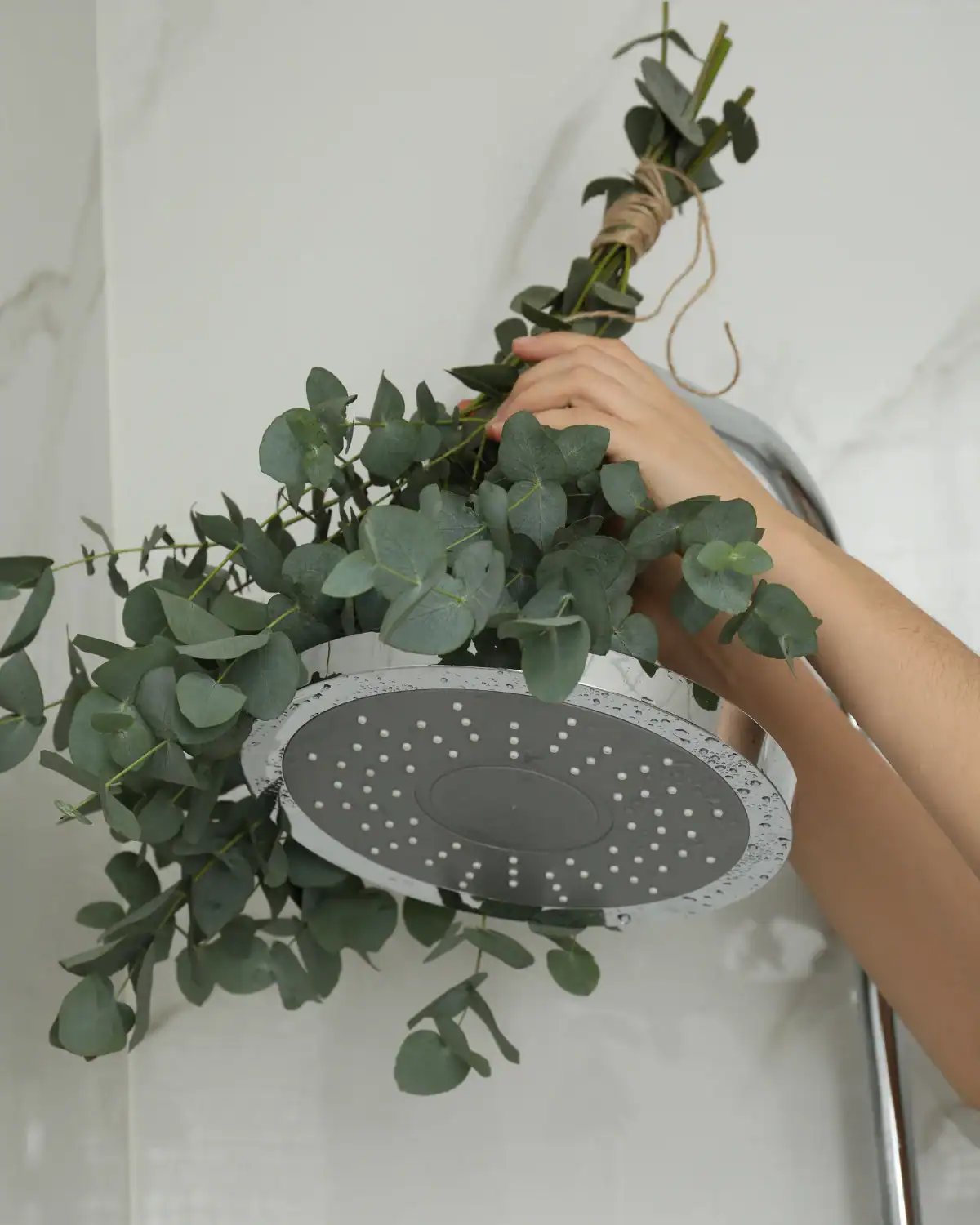 Bundle of fresh eucalyptus stems tied with natural twine for a hanging shower bundle.