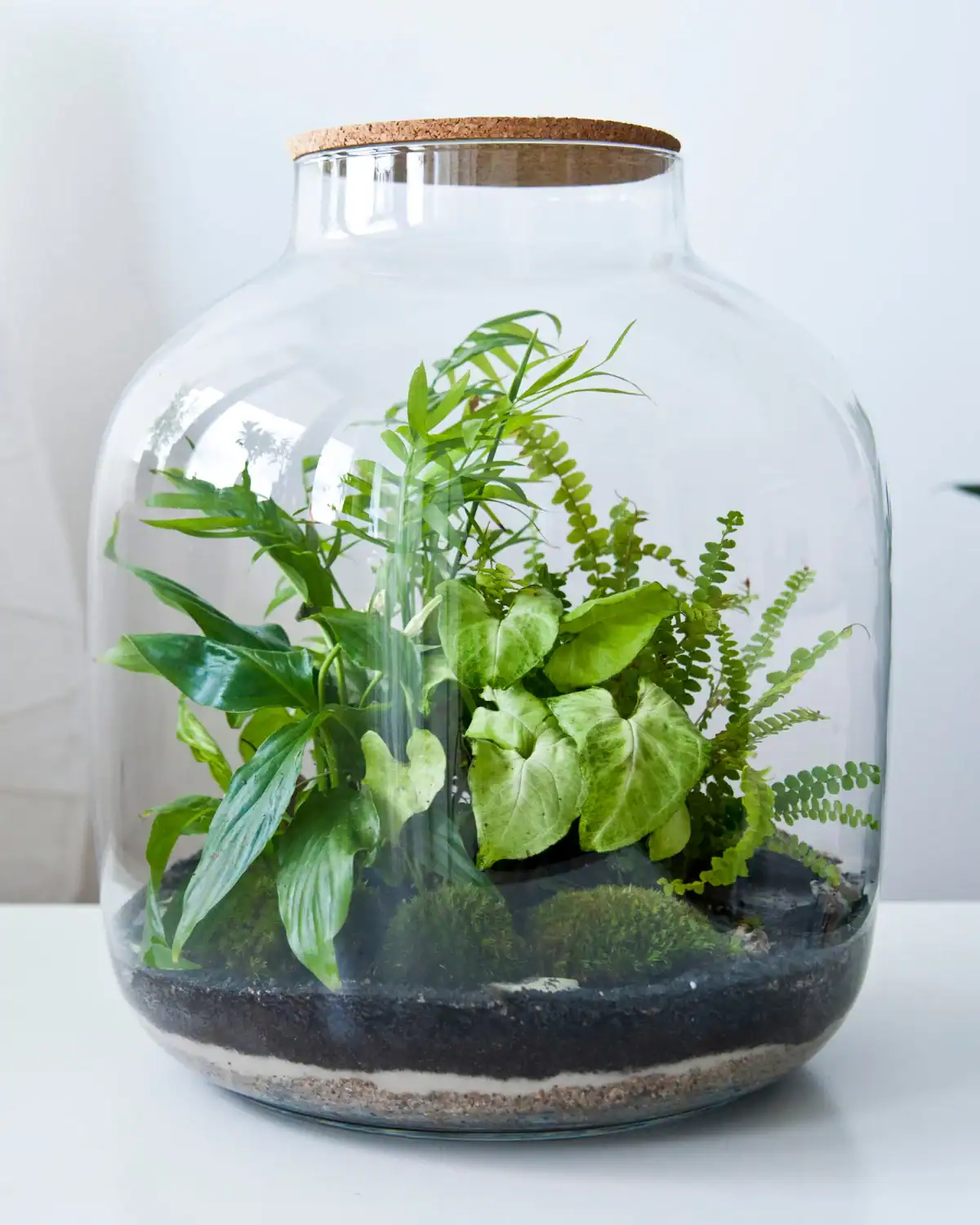 Small glass terrarium with moss and a succulent.
