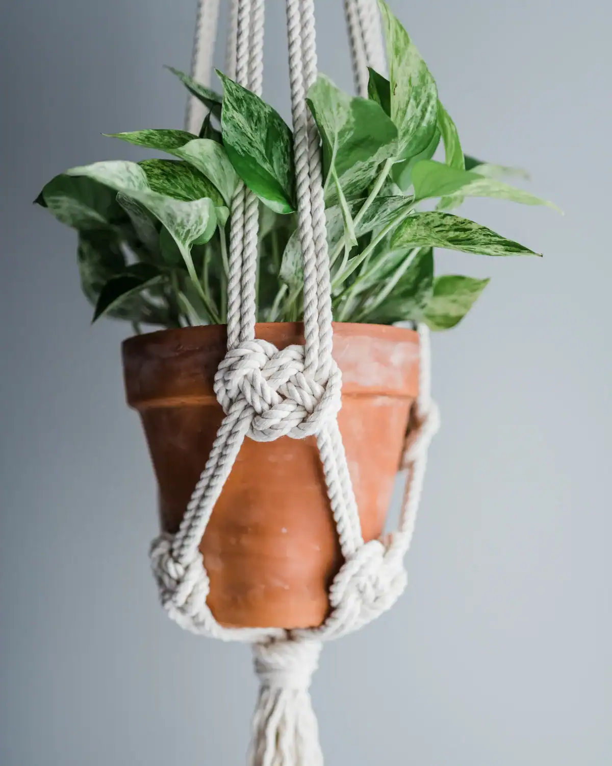 Macrame plant hanger made with knotted cotton cord.