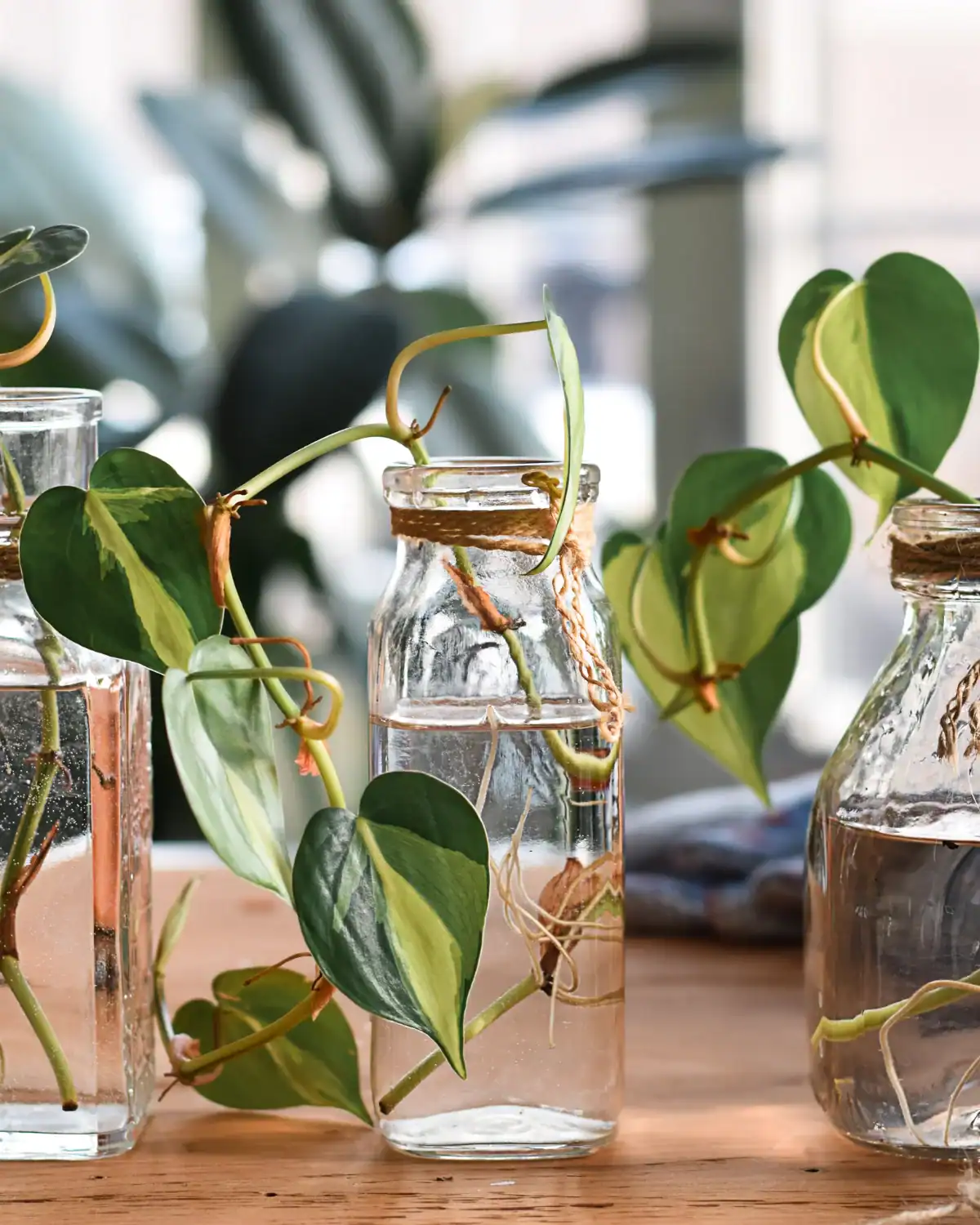 Rooted plant cutting growing in a glass propagation jar.