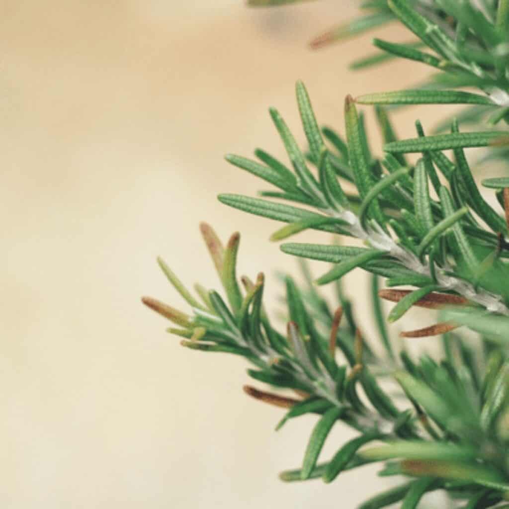 Rosemary plant trimmed into the shape of a Christmas tree as a fragrant and sustainable holiday decoration.